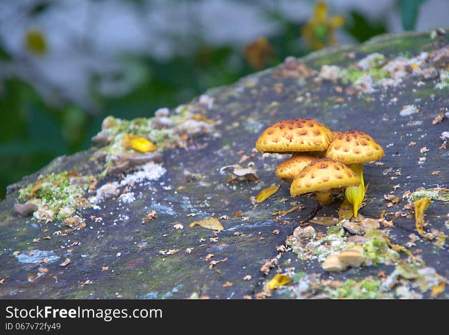 Mushrooms on a stump