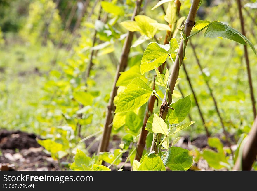 Close up image of Yardlong bean farm