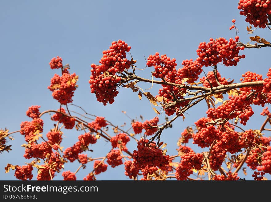 Rowan berry in the late autumn on a background of blue sky