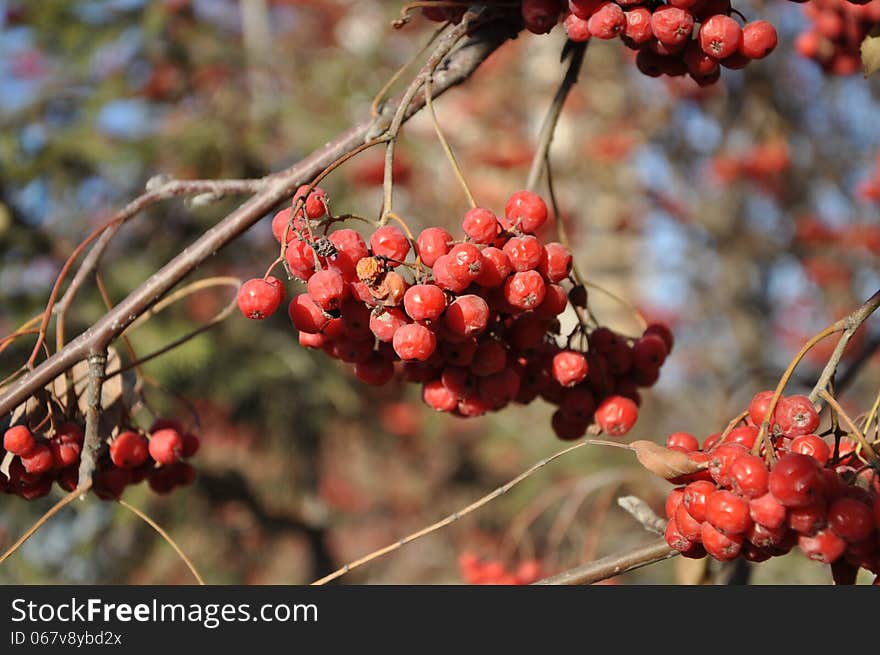 Rowan berry in the late autumn is beautiful and it keeps holding fruits untill spring