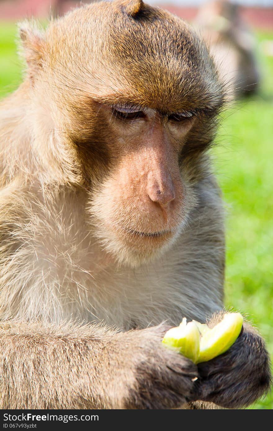 Portrait image of Long-tailed macaque,Eating cucumbers