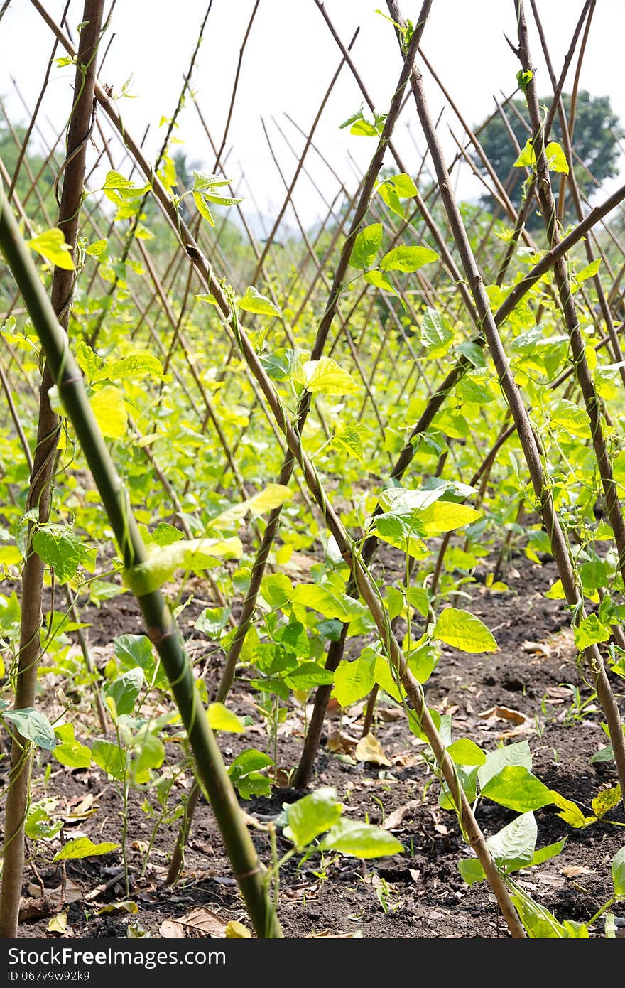 Yardlong bean farm