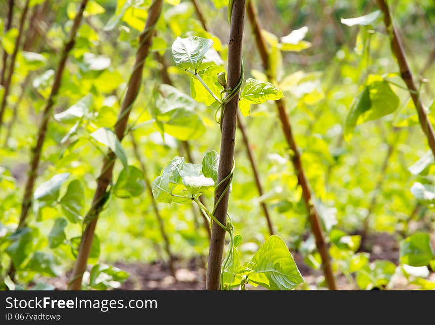 Yardlong bean farm