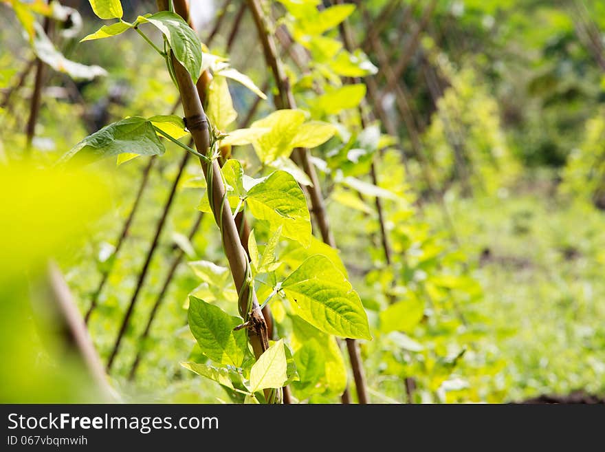 Close up image of Yardlong bean farm