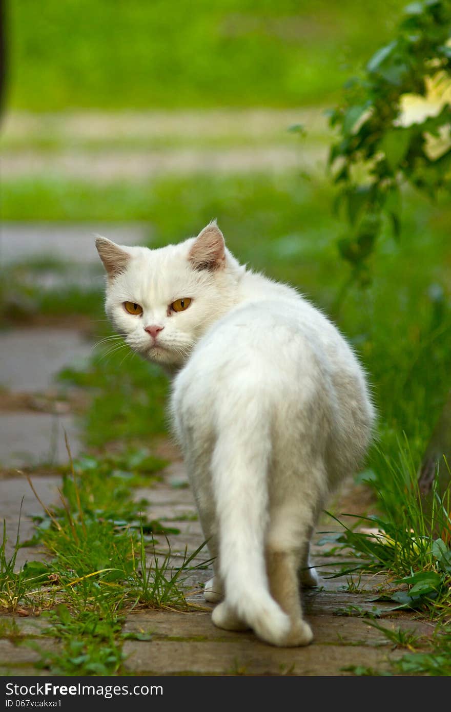 White cat in garden