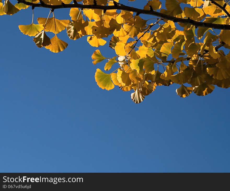 Back Lit Of Ginkgo Biloba Leaves With Blue Sky