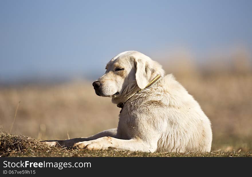 Sleeping Dog