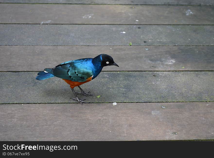 The Superb Starling (Lamprotornis superbus) is a member of the starling family of birds. It can commonly be found in East Africa, including Ethiopia, Somalia, Uganda, Kenya, and Tanzania. Used to be known as Spreo superbus.