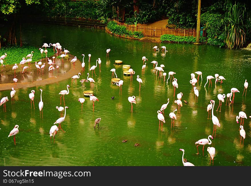 I took this photo at Jurong Bird Park in Singapore in October 2013. I took this photo at Jurong Bird Park in Singapore in October 2013.