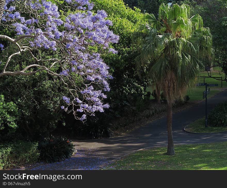 A blooming Jacaranda tree in a park with its purple-blue petals covering the path. In the Royal Botanic Gardens, Sydney, Australia. A blooming Jacaranda tree in a park with its purple-blue petals covering the path. In the Royal Botanic Gardens, Sydney, Australia.