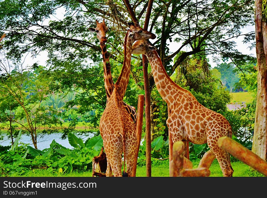 Giraffes