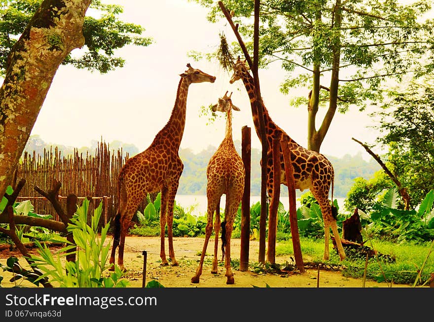 Giraffes