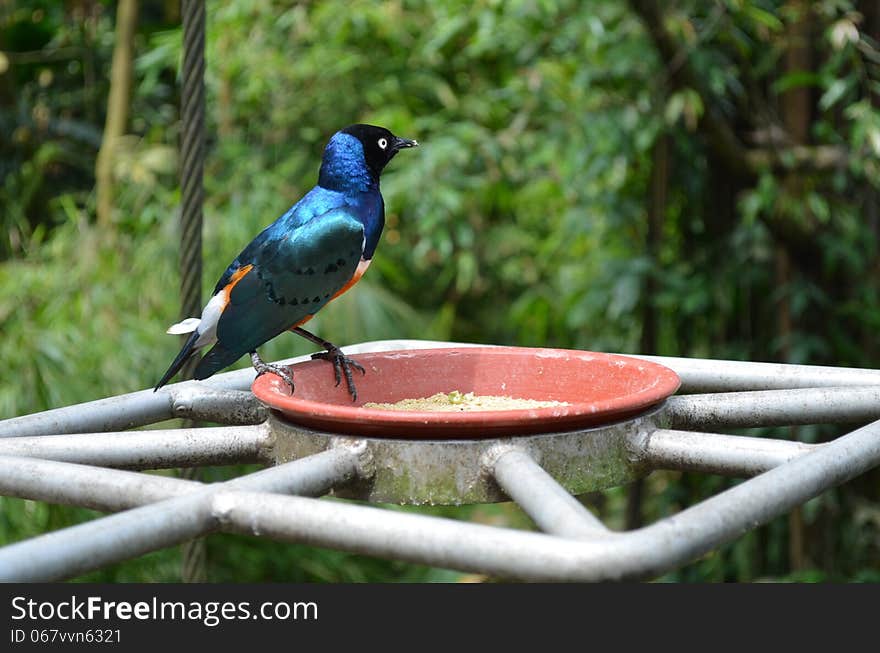 Superb Starling