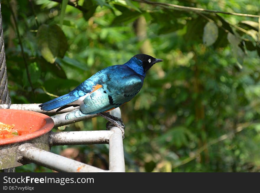 Superb Starling