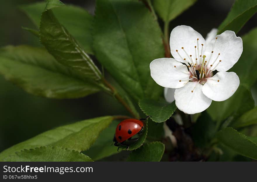 Spring In The Orchard