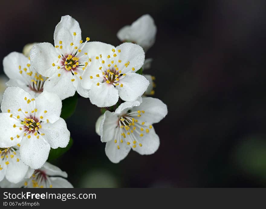 Spring in the orchard