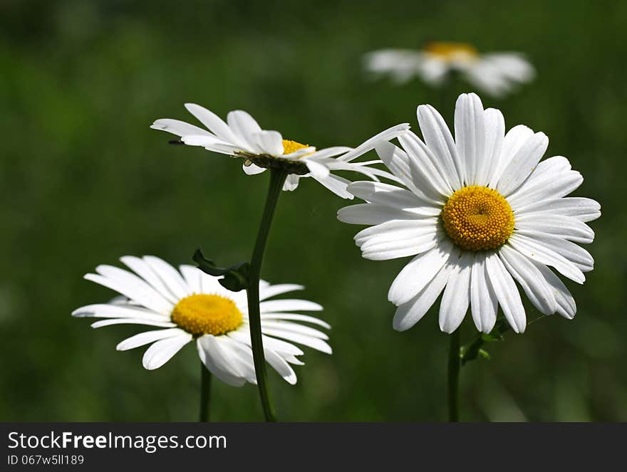 White-yellow flowers in the sun