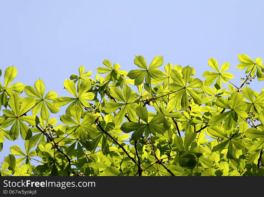 Green leaves