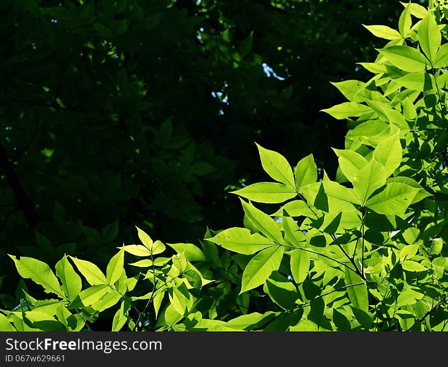 Green leaves