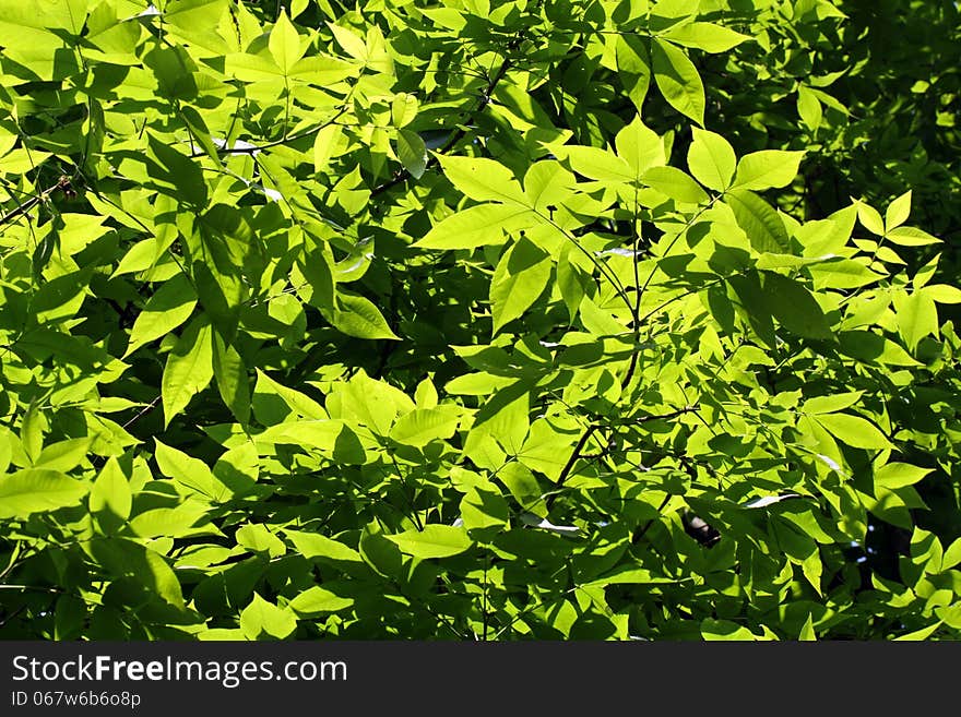 Green leaves