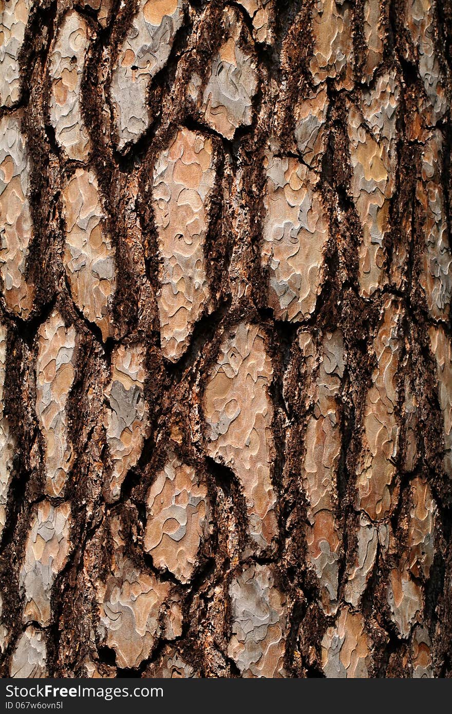 Bark on the pine tree