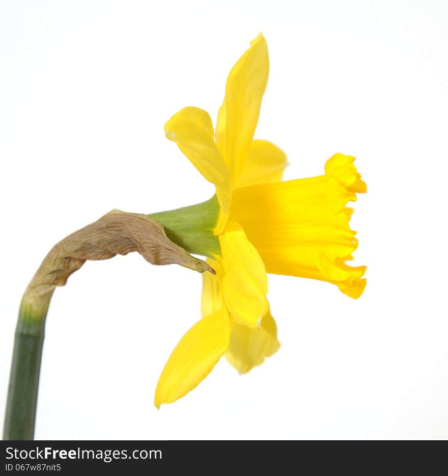 Yellow daffodils