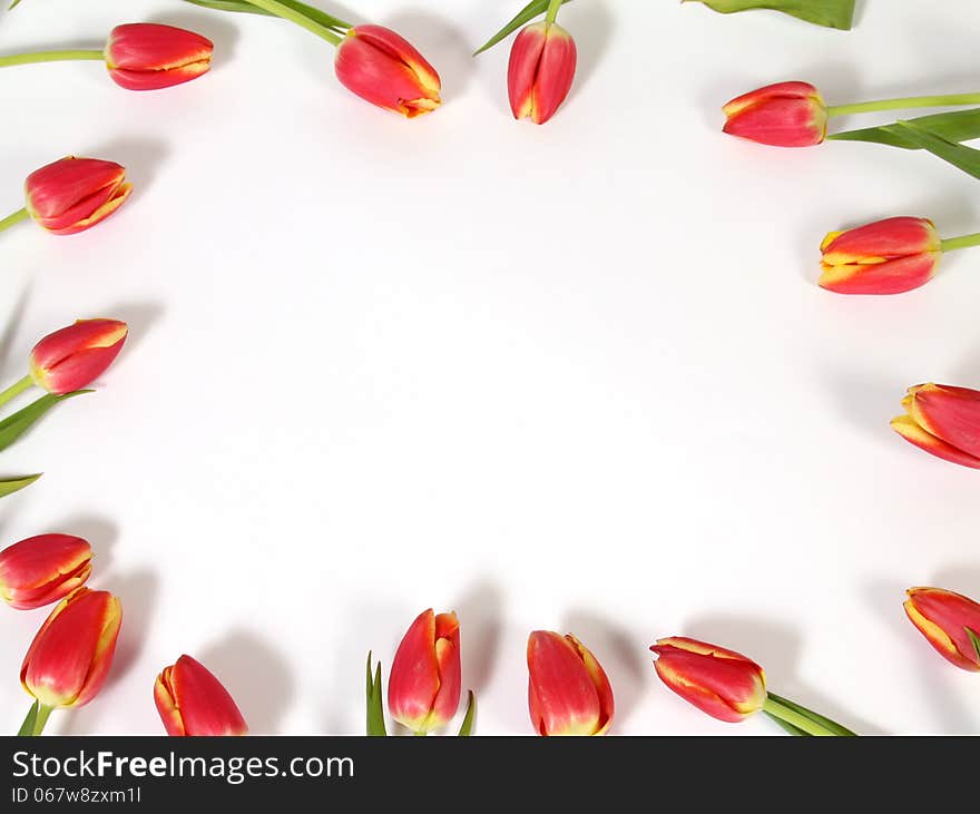 Background with a red-yellow tulips