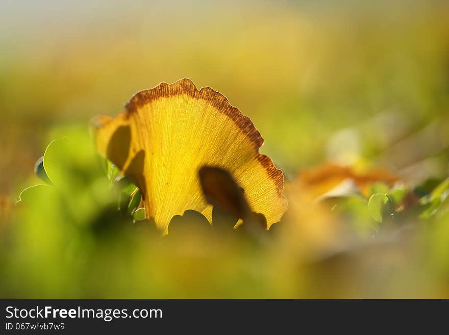 Autum leafs on the ground