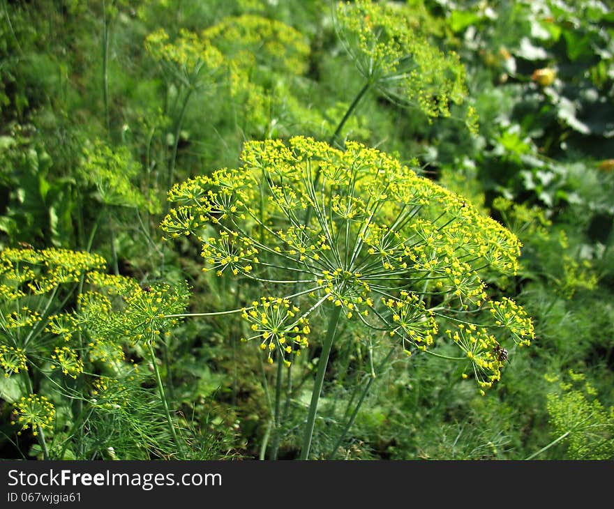 Yellow blossoming of fennel