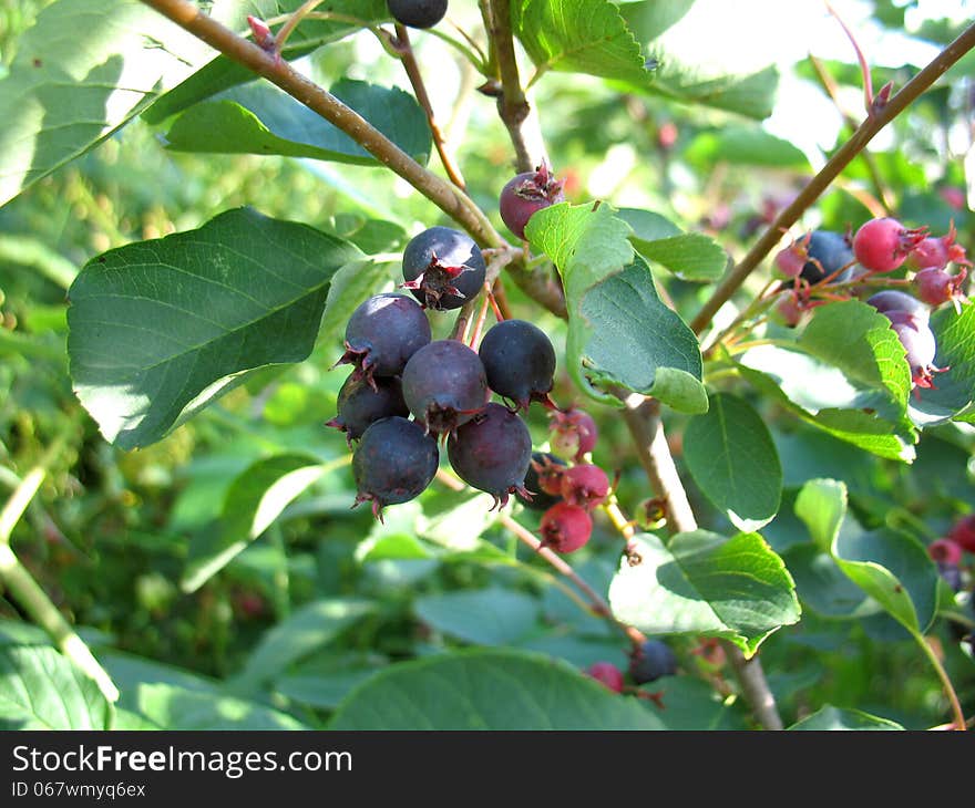 There are shadberry tree, green leaves and berries