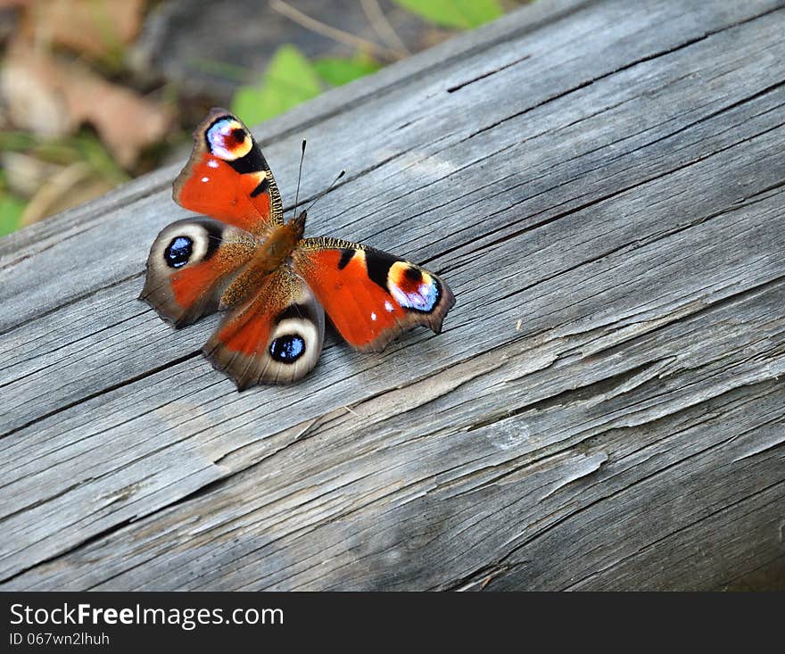 Peacock butterfly on the wood