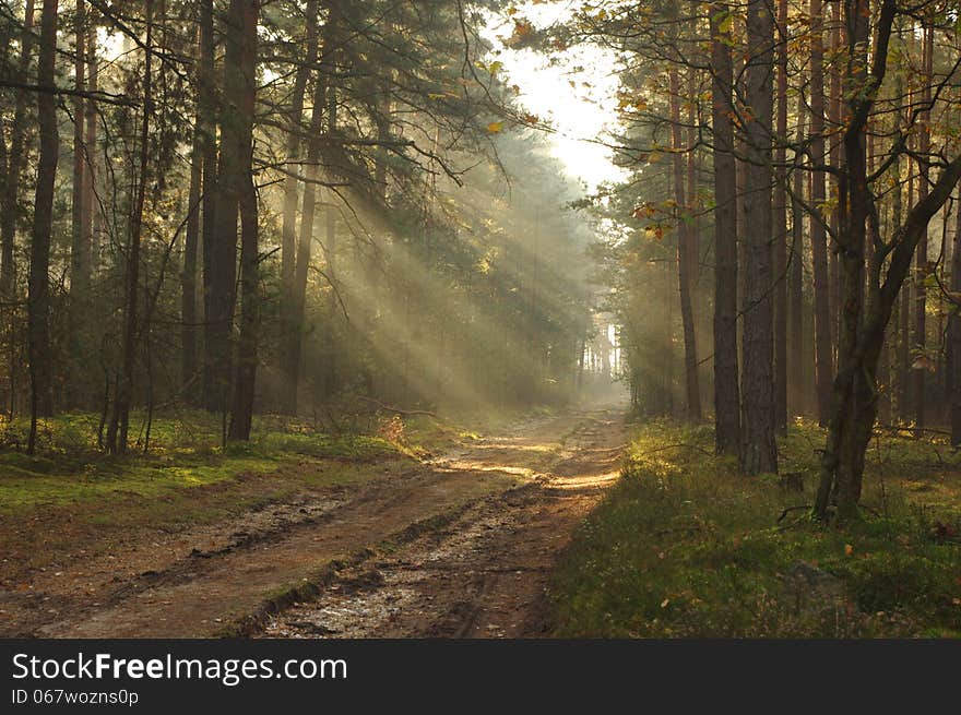 The photograph shows the dirt, forest road leading through the forest. It's morning, the road rises fog illuminated sun. The photograph shows the dirt, forest road leading through the forest. It's morning, the road rises fog illuminated sun.