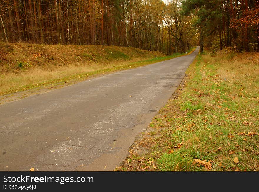 The photograph shows an asphalt road running through the coniferous forest. It is autumn, the leaves took on a yellow and brown color. The photograph shows an asphalt road running through the coniferous forest. It is autumn, the leaves took on a yellow and brown color.