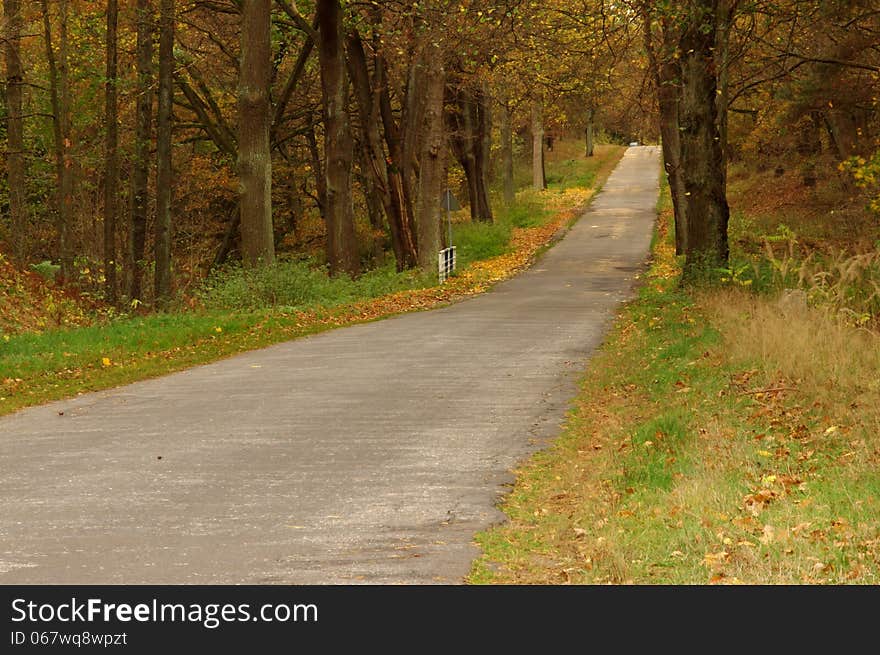 The photograph shows an asphalt road running through the coniferous forest. It is autumn, the leaves took on a yellow and brown color. The photograph shows an asphalt road running through the coniferous forest. It is autumn, the leaves took on a yellow and brown color.