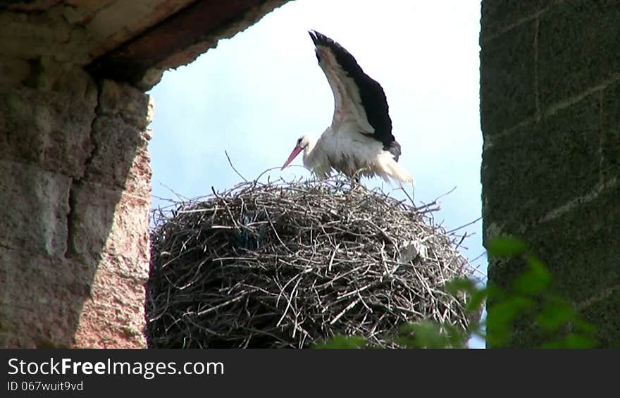 Sunny day. Between the walls of the old castle can be seen a large stork's nest. Wet after the rain dries the stork feathers, standing in the nest and waved their wings. Sunny day. Between the walls of the old castle can be seen a large stork's nest. Wet after the rain dries the stork feathers, standing in the nest and waved their wings