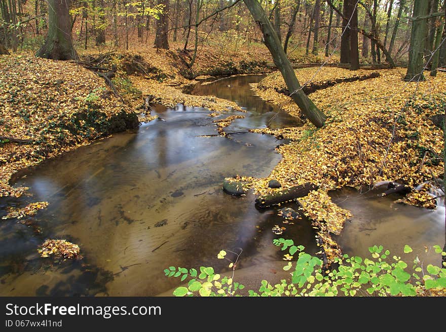 The photograph shows a small stream flowing through deciduous forest, is autumn, the ground is covered with a thick layer of fallen, sychych leaves. The photograph shows a small stream flowing through deciduous forest, is autumn, the ground is covered with a thick layer of fallen, sychych leaves.