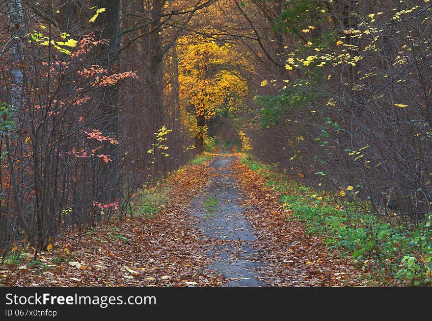 The photograph shows the road leading through the forest. It is autumn, the trees remaining remnants of yellow and brown leaves. The road surface is covered with a layer of fallen, dry leaves. The photograph shows the road leading through the forest. It is autumn, the trees remaining remnants of yellow and brown leaves. The road surface is covered with a layer of fallen, dry leaves.