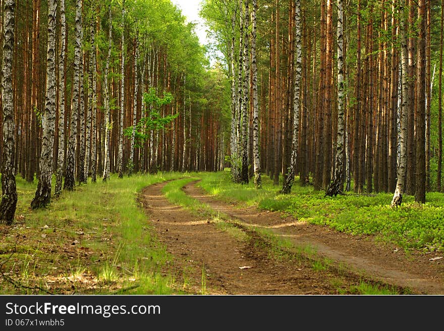 The photograph shows the road leading through the pine forest. Directly beside the road there are two rows of birch trees. The photograph shows the road leading through the pine forest. Directly beside the road there are two rows of birch trees.