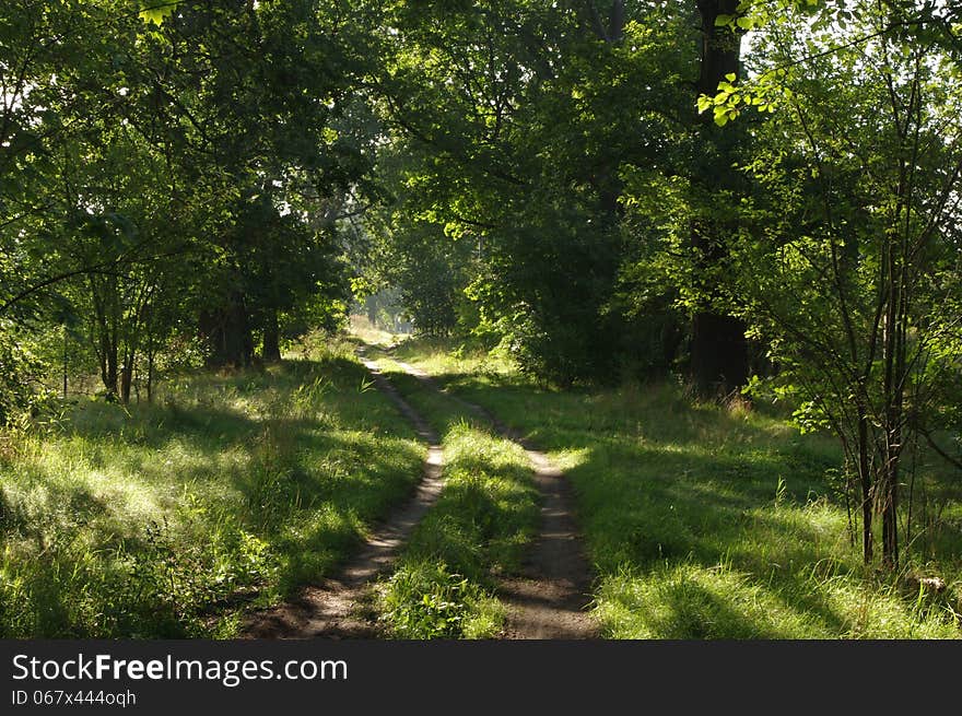 The photograph shows the road leading through the leafy green forest. It&#x27;s a sunny day. The photograph shows the road leading through the leafy green forest. It&#x27;s a sunny day.