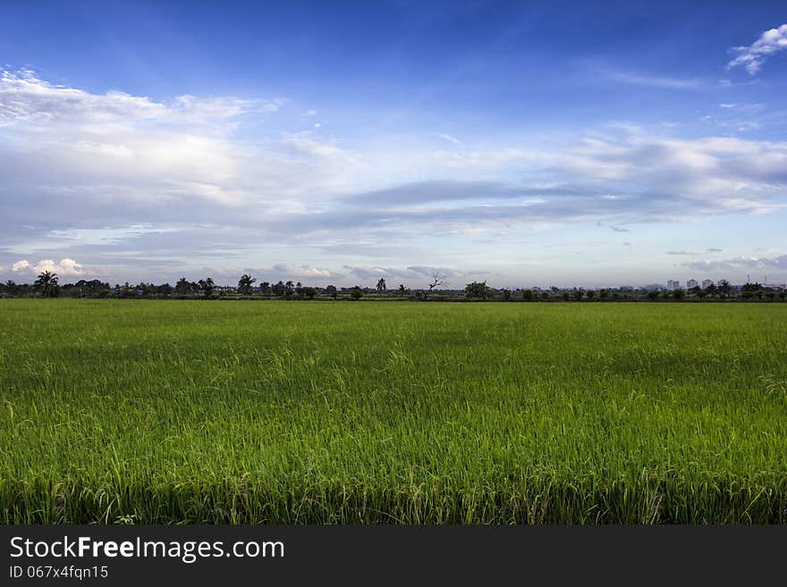 Rice field green grass blue sky cloud cloudy landscape backgroun