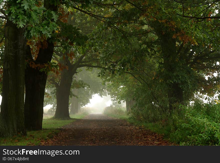 The photograph shows a dirt country road. On both sides of the road grow tall, green oaks. Rises above the fog.