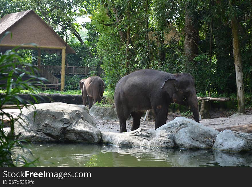 Asian Elephants