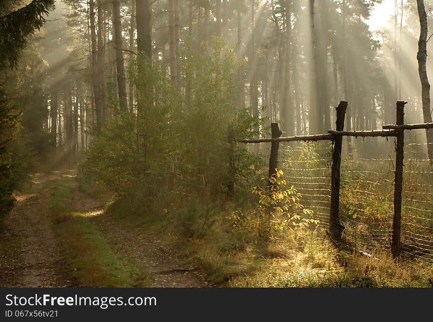 The photograph shows the road leading through the pine forest. On the right side there is a fence forest plantation. Between the trees hovering mist lightened sun. The photograph shows the road leading through the pine forest. On the right side there is a fence forest plantation. Between the trees hovering mist lightened sun.