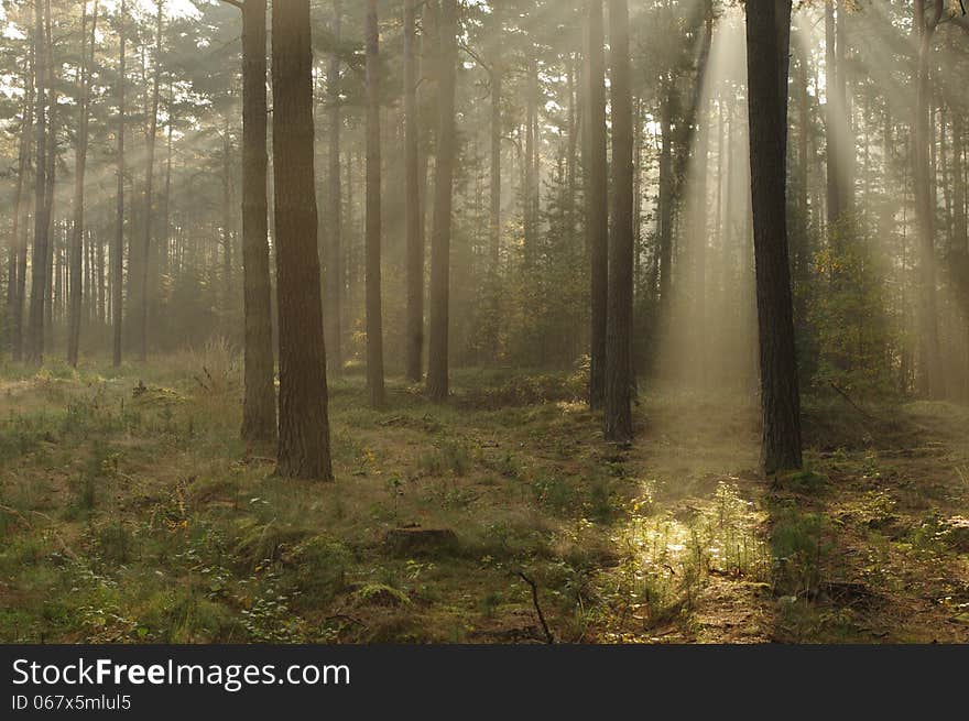 The photograph shows the tall pine forest. Between the trees hovering mist lightened sun. The photograph shows the tall pine forest. Between the trees hovering mist lightened sun.