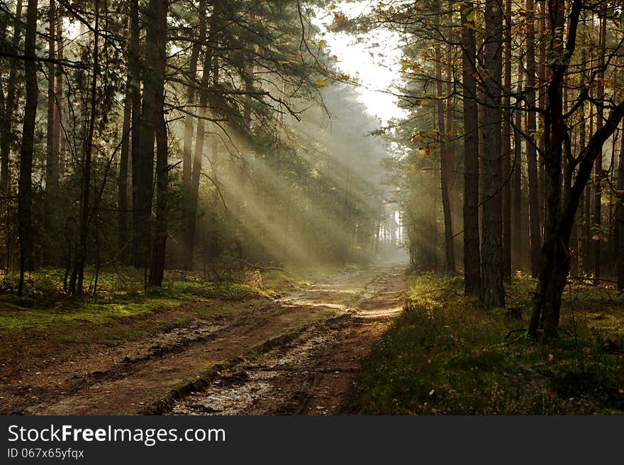 The photograph shows the road leading through the pine forest. Between the trees hovering mist lightened sun. The photograph shows the road leading through the pine forest. Between the trees hovering mist lightened sun.