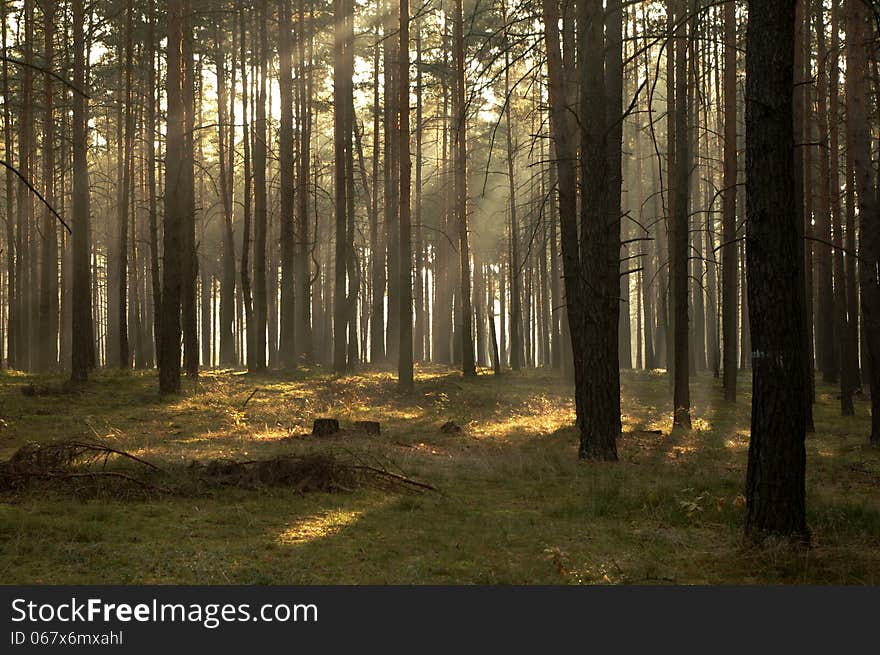 The photograph shows the tall pine forest. Between the trees hovering mist lightened sun. The photograph shows the tall pine forest. Between the trees hovering mist lightened sun.