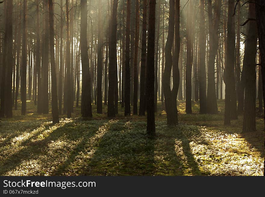 The photograph shows the tall pine forest. Between the trees hovering mist lightened sun. The photograph shows the tall pine forest. Between the trees hovering mist lightened sun.