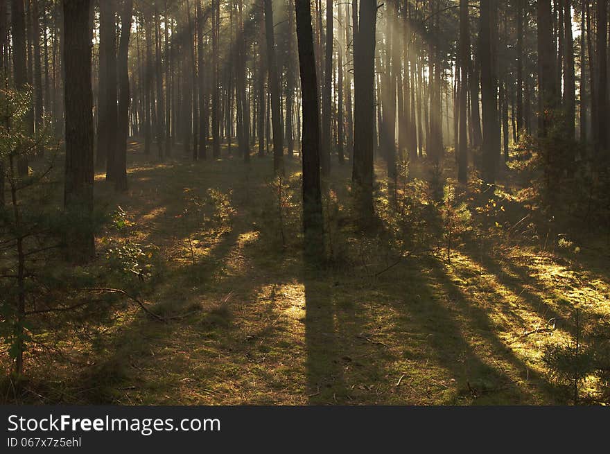 The photograph shows the tall pine forest. Between the trees hovering mist lightened sun. The photograph shows the tall pine forest. Between the trees hovering mist lightened sun.