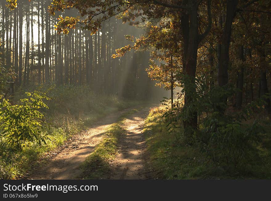 The photograph shows the road leading through the pine forest. Between the trees hovering mist lightened sun. The photograph shows the road leading through the pine forest. Between the trees hovering mist lightened sun.