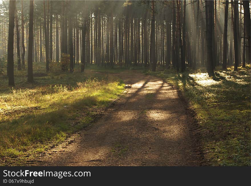 The photograph shows the road leading through the pine forest. Between the trees hovering mist lightened sun. The photograph shows the road leading through the pine forest. Between the trees hovering mist lightened sun.